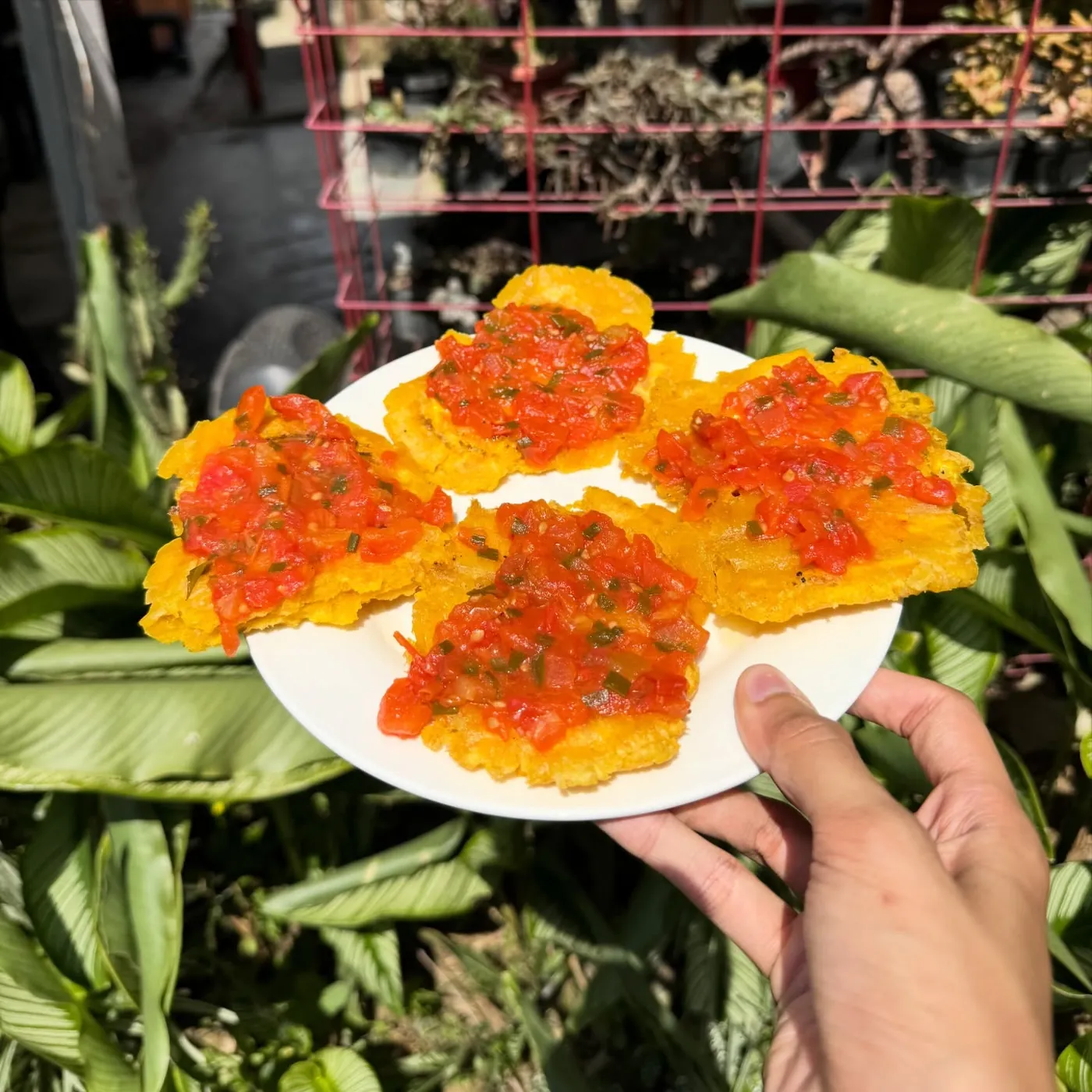 A plate of bright tostadas held among leaves, Jardín