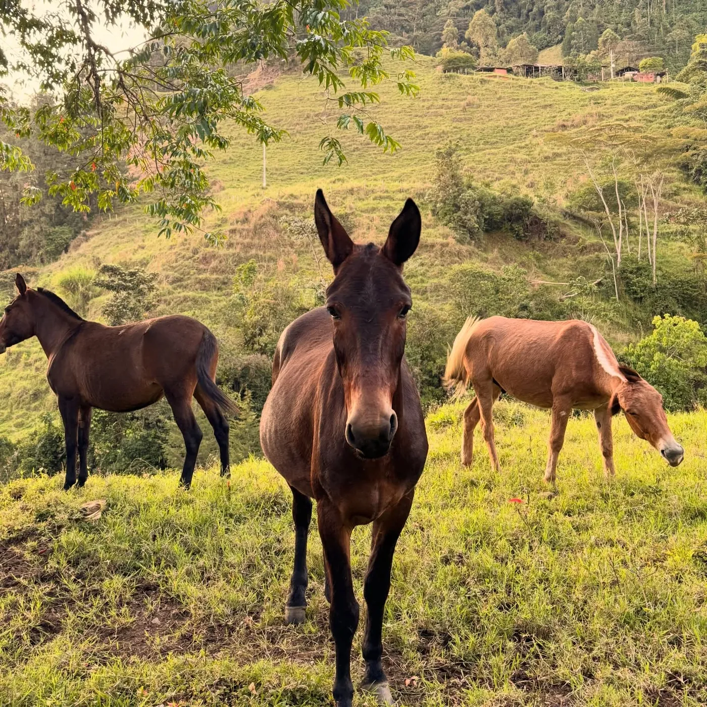 Horses grazing on a green hillside, Jardín