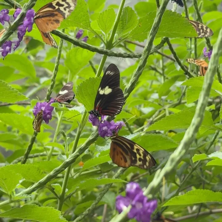 A butterfly among purple flowers, Ecuador