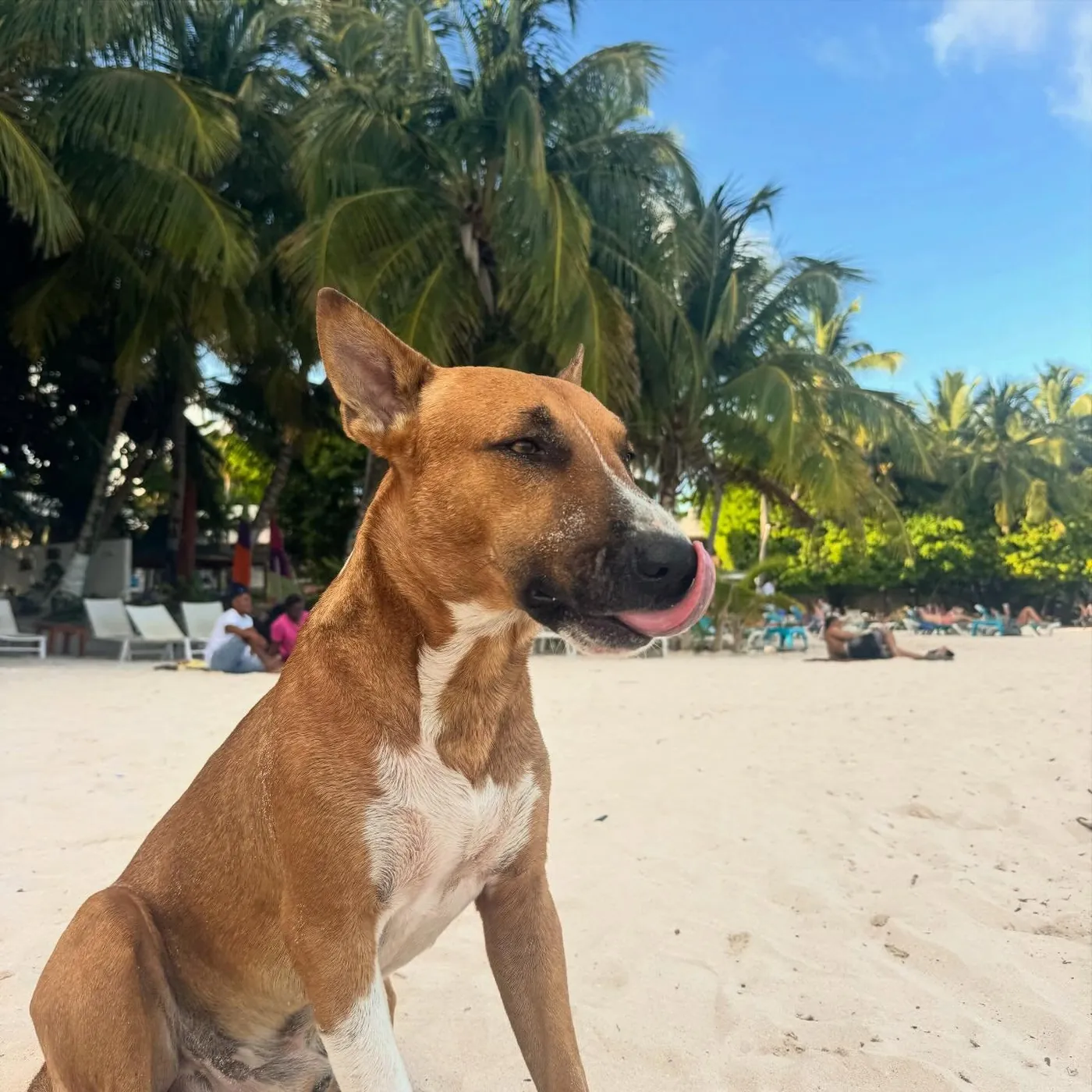 A dog on a white beach under palm trees